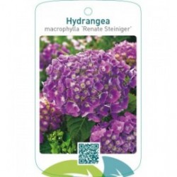 Hydrangea macrophylla ‘Renate Steiniger’