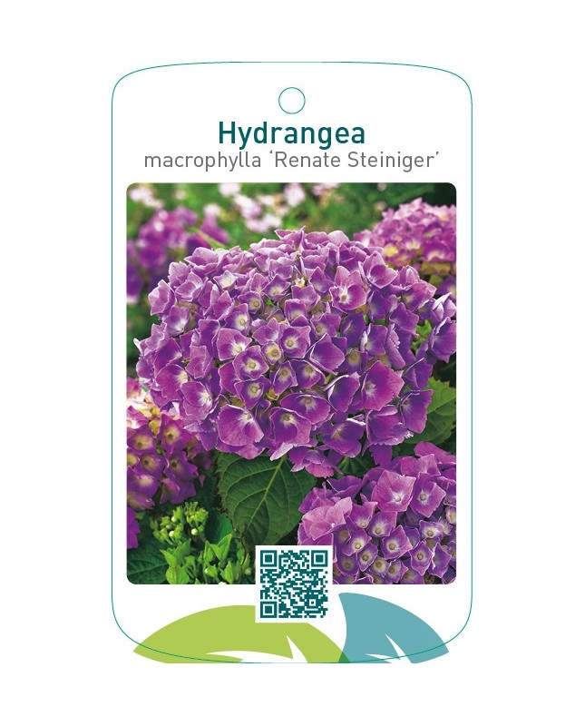Hydrangea macrophylla ‘Renate Steiniger’