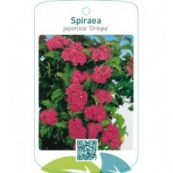 Spiraea japonica ‘Crispa’