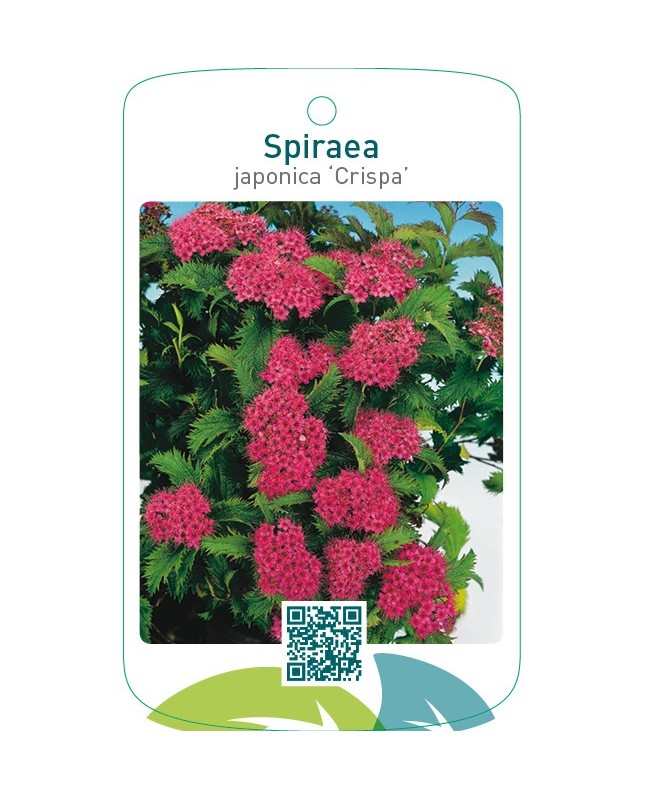 Spiraea japonica ‘Crispa’