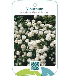 Viburnum plicatum ‘Grandiflorum’
