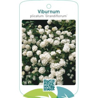 Viburnum plicatum ‘Grandiflorum’