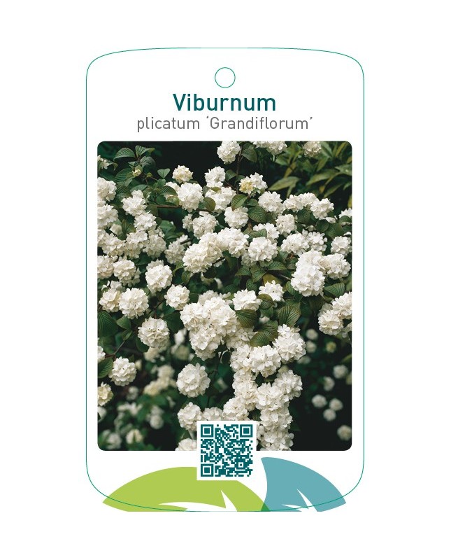 Viburnum plicatum ‘Grandiflorum’