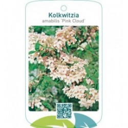 Kolkwitzia amabilis ‘Pink Cloud’