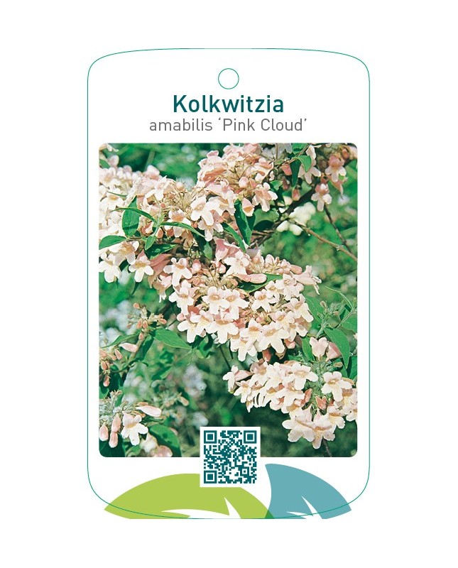 Kolkwitzia amabilis ‘Pink Cloud’