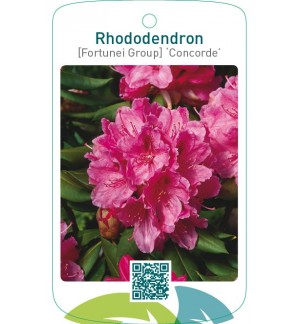 Rhododendron [Fortunei Group] ‘Concorde’