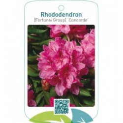 Rhododendron [Fortunei Group] ‘Concorde’