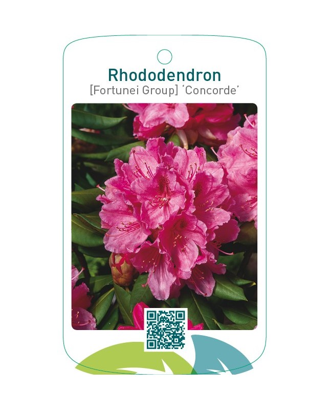 Rhododendron [Fortunei Group] ‘Concorde’