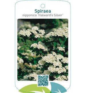 Spiraea nipponica ‘Halward’s Silver’