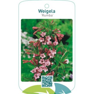 Weigela ‘Rumba’