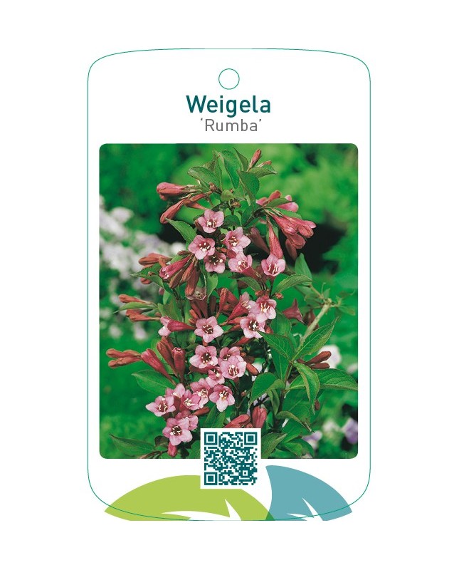 Weigela ‘Rumba’