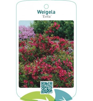 Weigela ‘Evita’