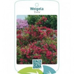 Weigela ‘Evita’
