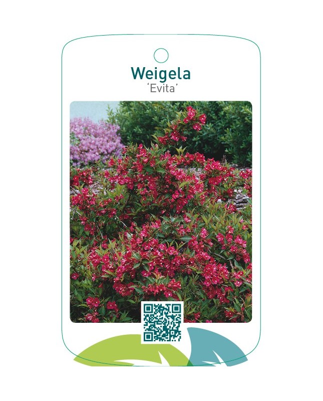 Weigela ‘Evita’