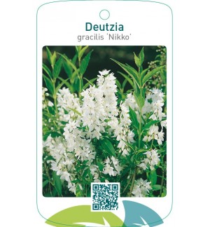 Deutzia gracilis ‘Nikko’