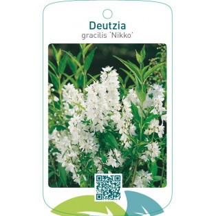 Deutzia gracilis ‘Nikko’