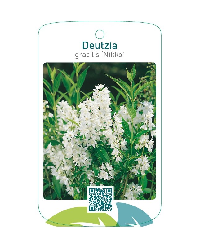 Deutzia gracilis ‘Nikko’