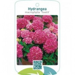 Hydrangea macrophylla ‘Tovelit’