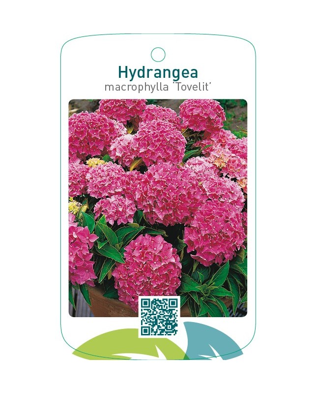 Hydrangea macrophylla ‘Tovelit’