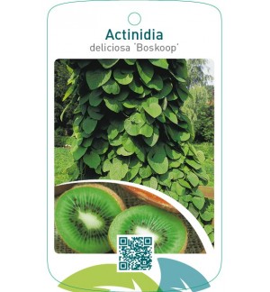 Actinidia deliciosa ‘Boskoop’