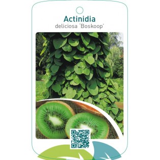 Actinidia deliciosa ‘Boskoop’