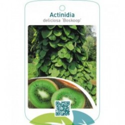 Actinidia deliciosa ‘Boskoop’