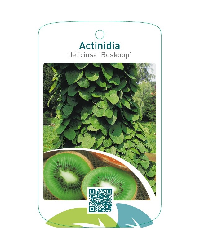 Actinidia deliciosa ‘Boskoop’