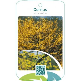 Cornus officinalis
