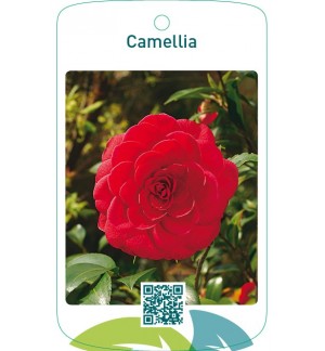 Camellia  rood