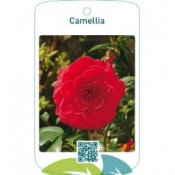 Camellia  rood