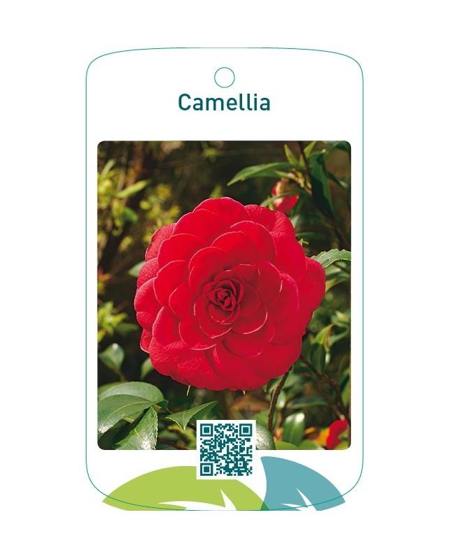 Camellia  rood