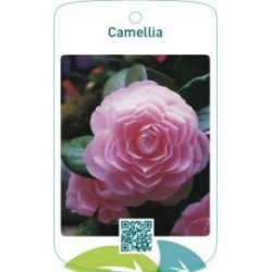 Camellia  roze