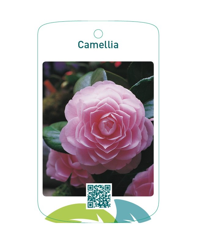 Camellia  roze