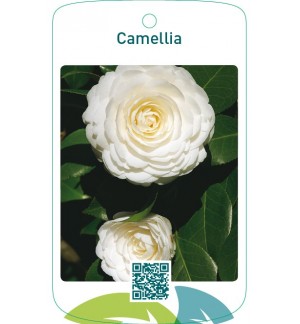 Camellia  wit