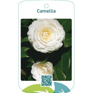 Camellia  wit