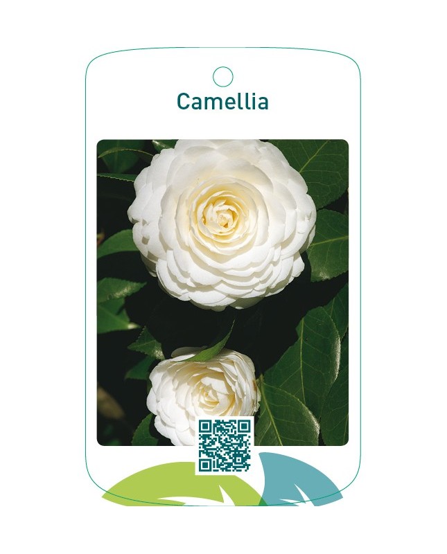 Camellia  wit