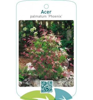 Acer palmatum ‘Phoenix’