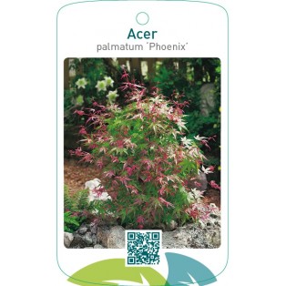 Acer palmatum ‘Phoenix’