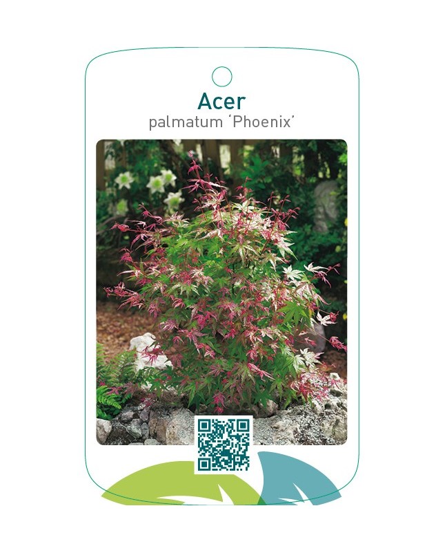 Acer palmatum ‘Phoenix’