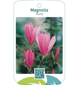 Magnolia ‘Betty’