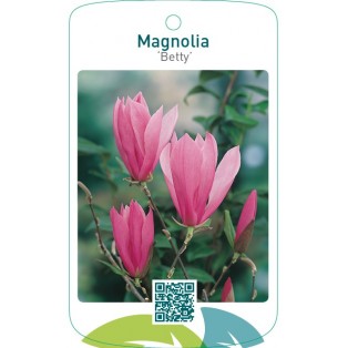 Magnolia ‘Betty’