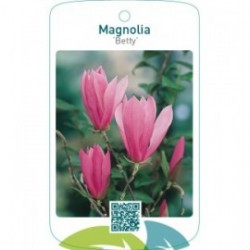 Magnolia ‘Betty’