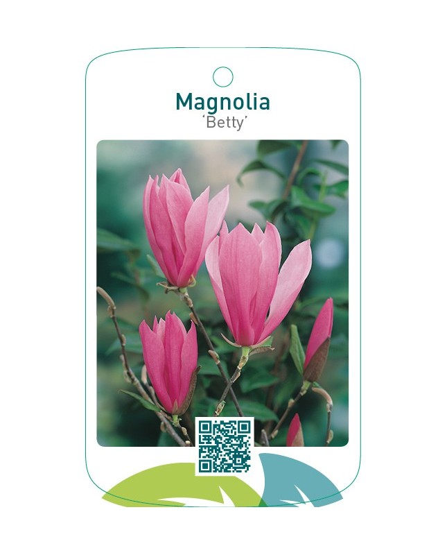 Magnolia ‘Betty’