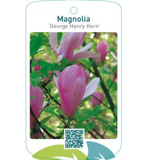 Magnolia ‘George Henry Kern’