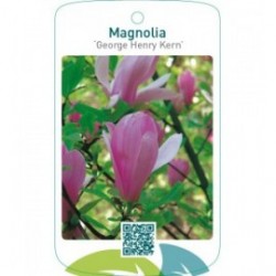 Magnolia ‘George Henry Kern’