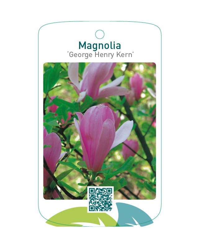 Magnolia ‘George Henry Kern’