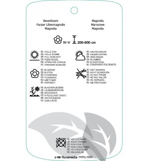 Etichette di Magnolia ‘George Henry Kern’ *