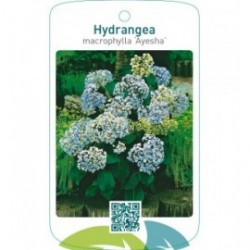 Hydrangea macrophylla ‘Ayesha’ licht blauw