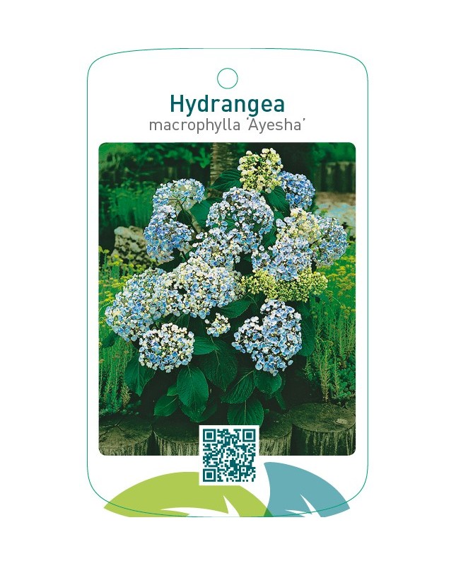 Hydrangea macrophylla ‘Ayesha’ licht blauw