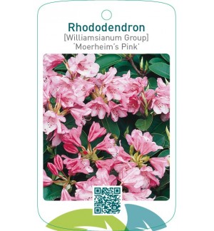 Rhododendron [Williamsianum Group] ‘Moerheim’s Pink’